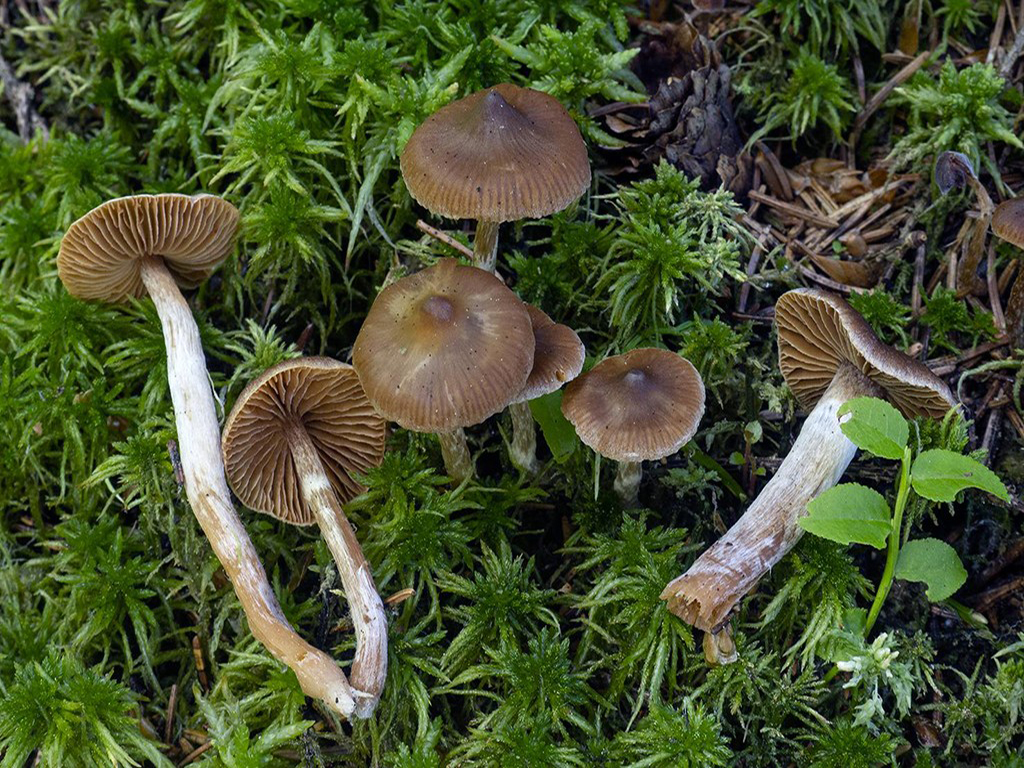 C. acutellus - ostručký