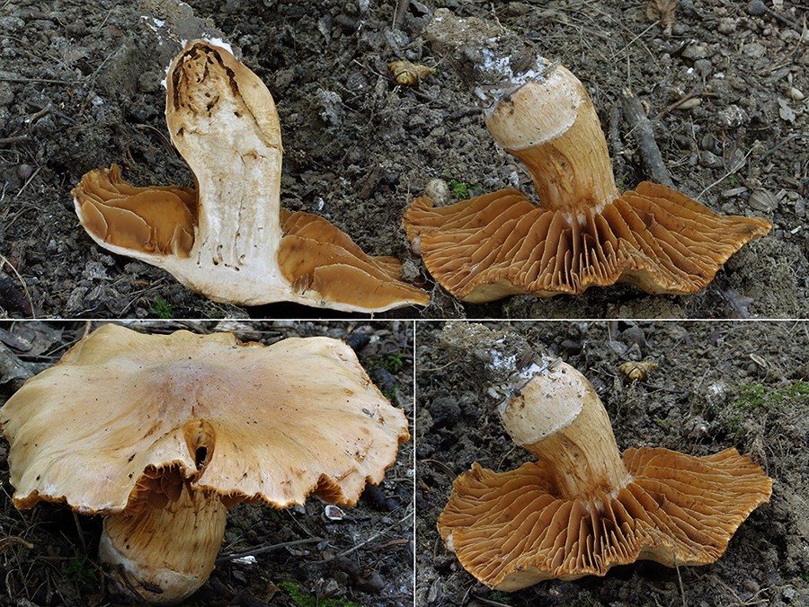 C. argutiformis -pôvabný