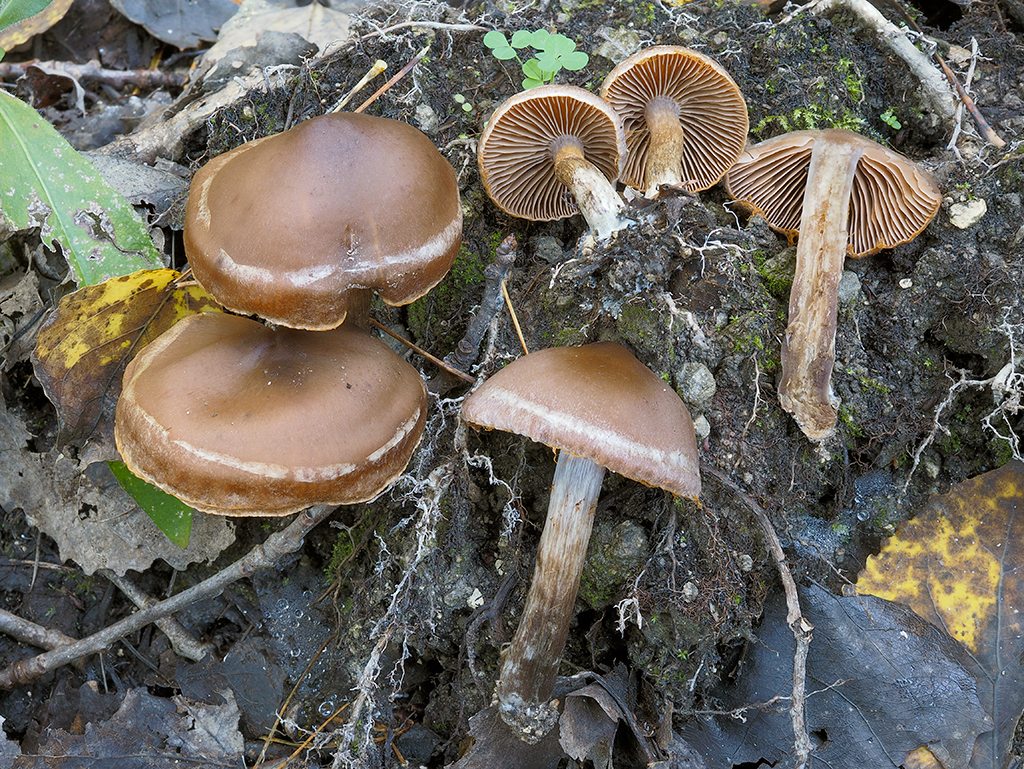 C. cohabitans - hnedý