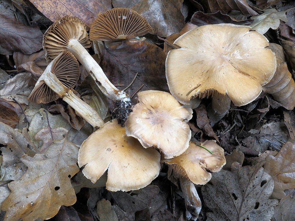 C. colossipes - kolosálny