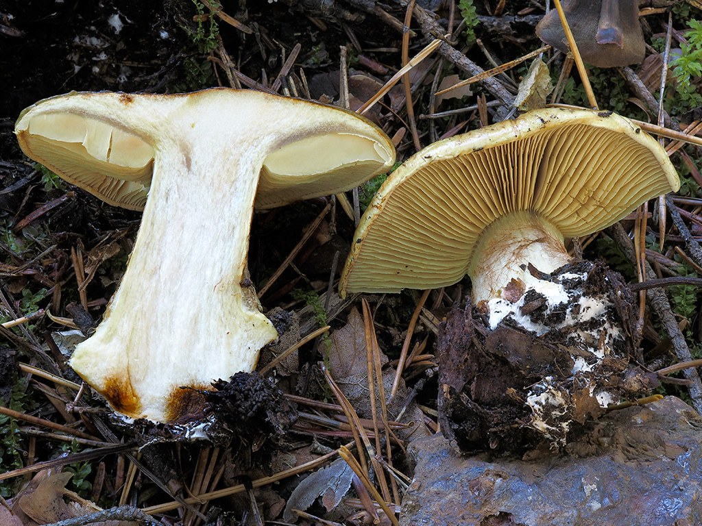 C. flavopallidus - žltobledý