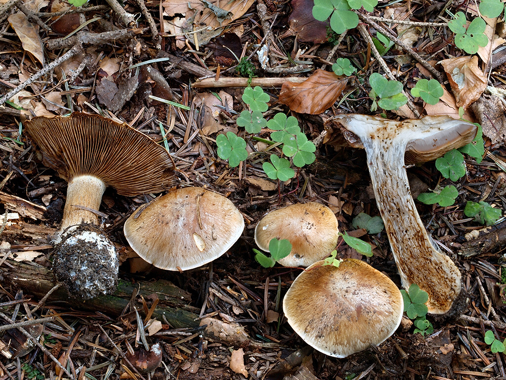 C. glaucopus var. subrubrovelatus - červenkastozávojový