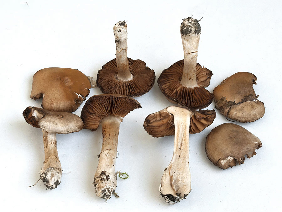 C. iunii - júnový