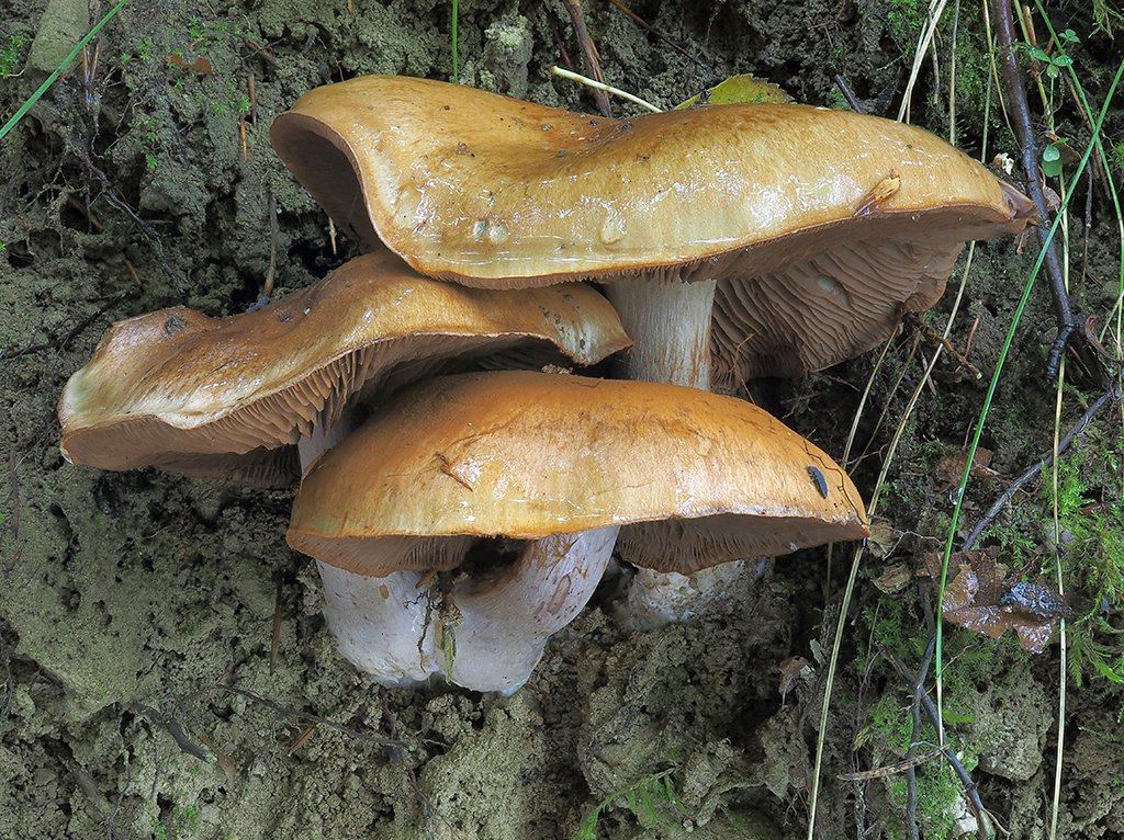 C. largoides - širší