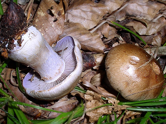 C. magicus - magický