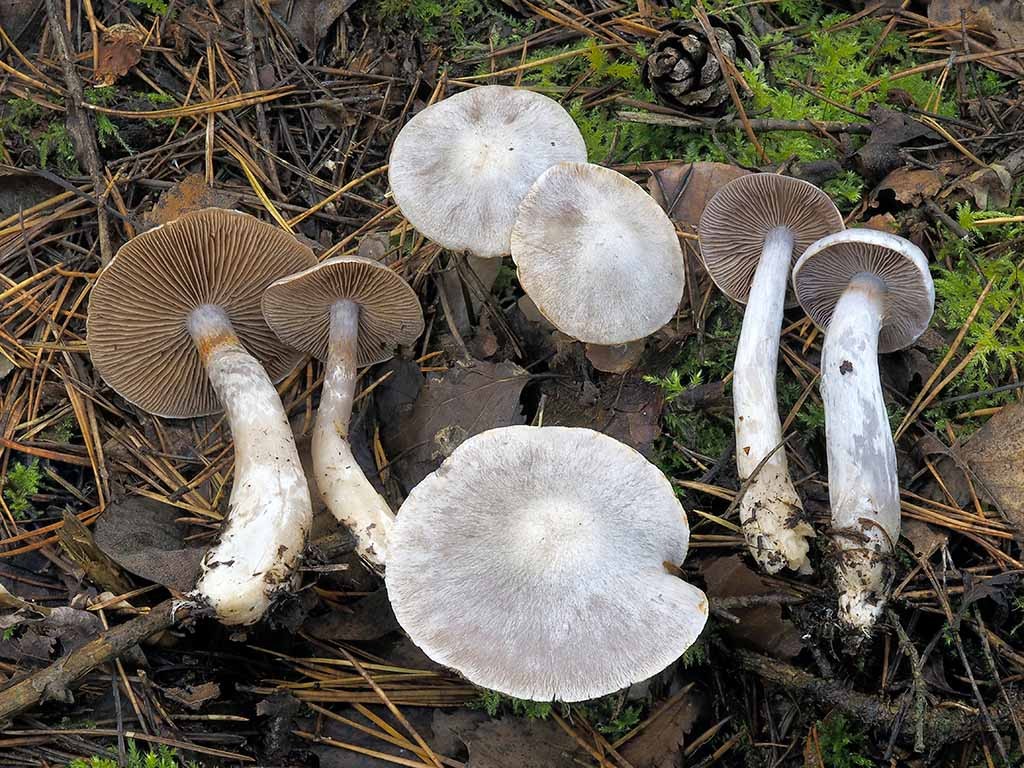 C. paralbocyaneus - bielomodrý 