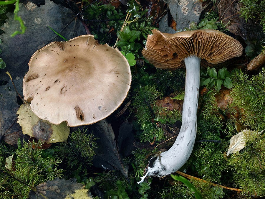 C. poppyzon - striebristý