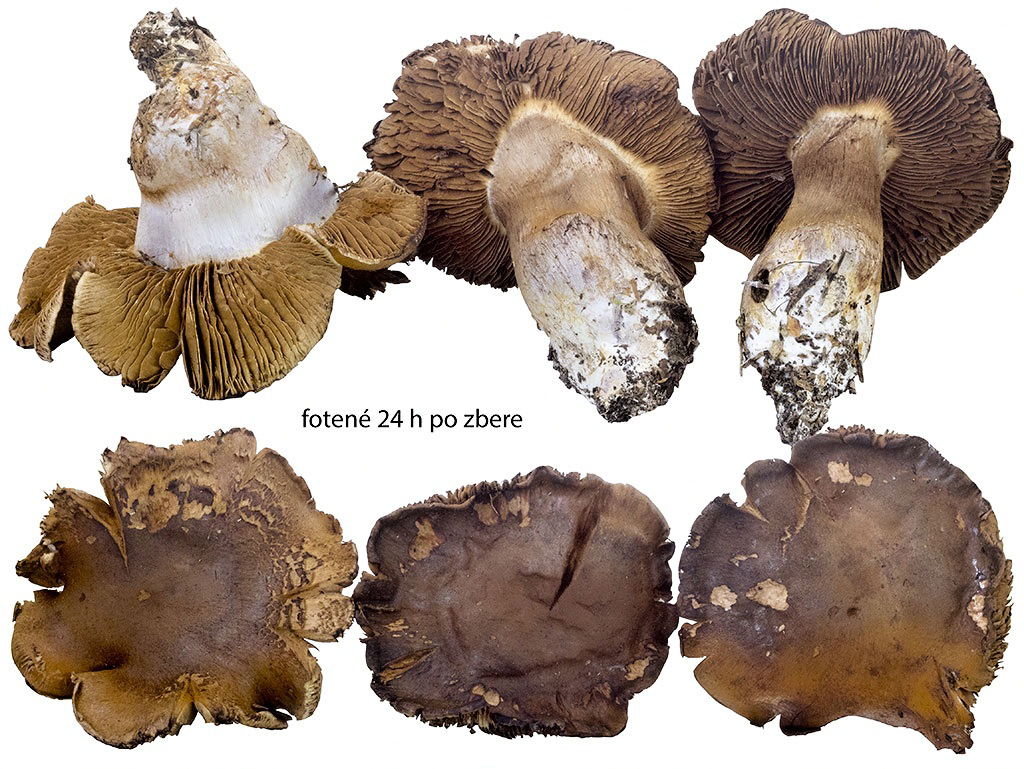 C. privignus asp. fuscopallens - nevlastný tmavý