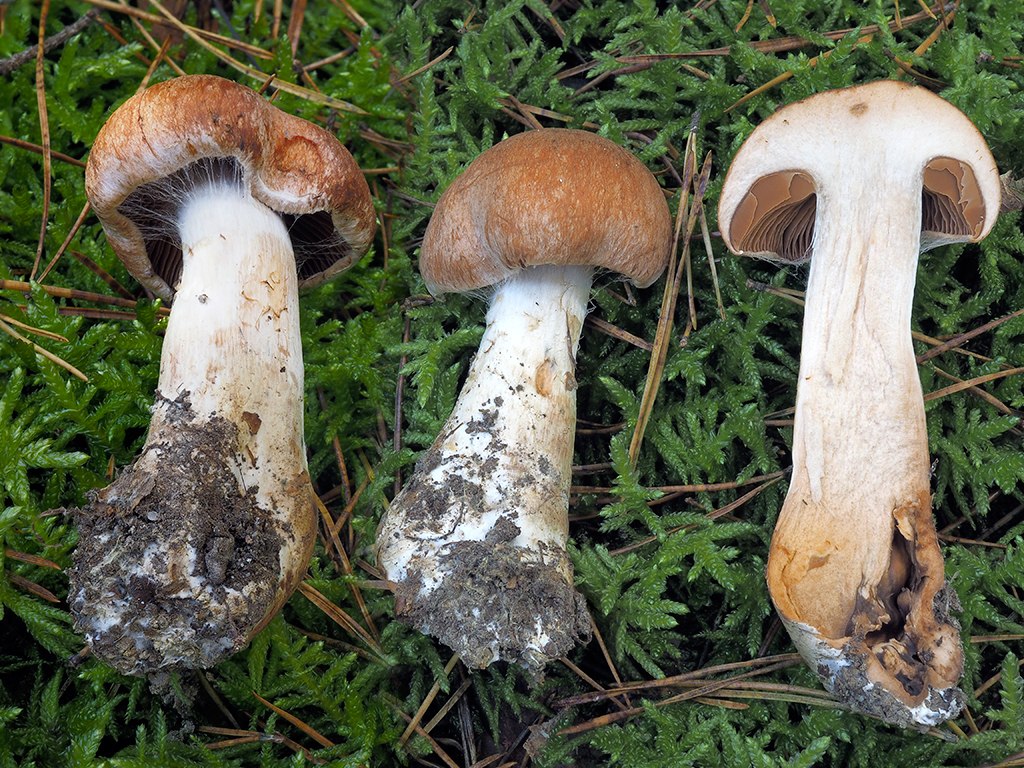 C. pseudomacropus - nemalohlúbikový