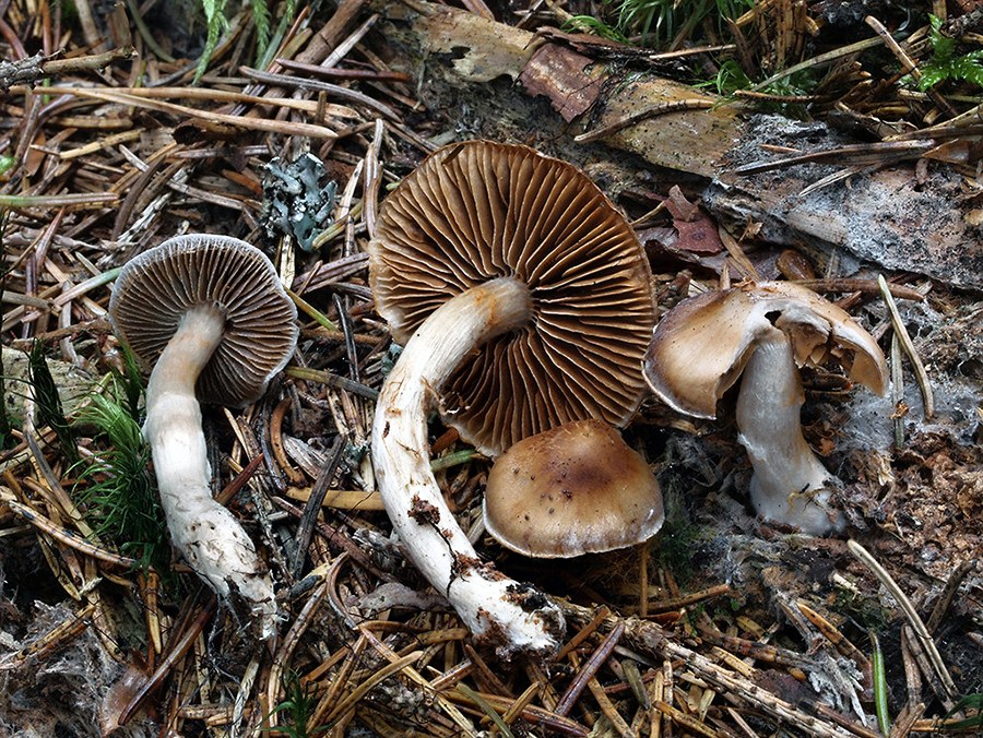 C. saturninus asp. deceptivus - Saturninov klamný