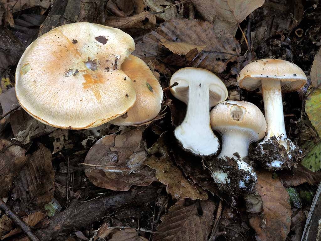C. talus - sutinový