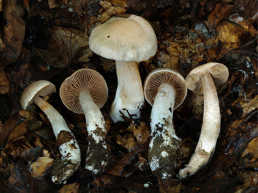 C. triformis var. isabellae - izabelový