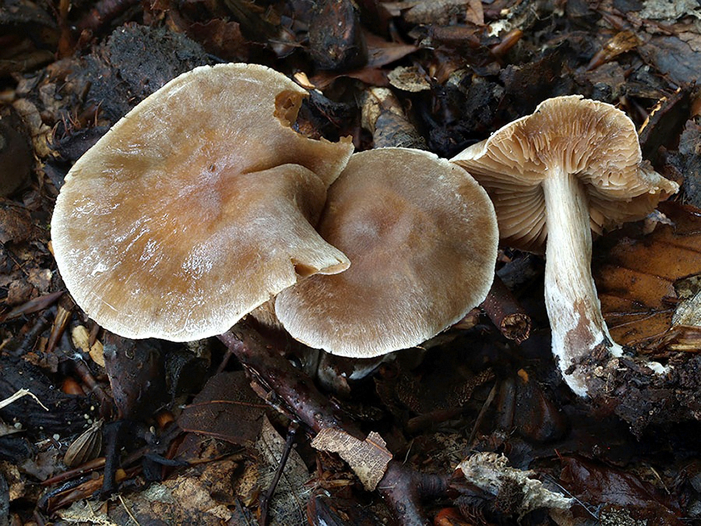 C. ainsworthii - Ainsworthov