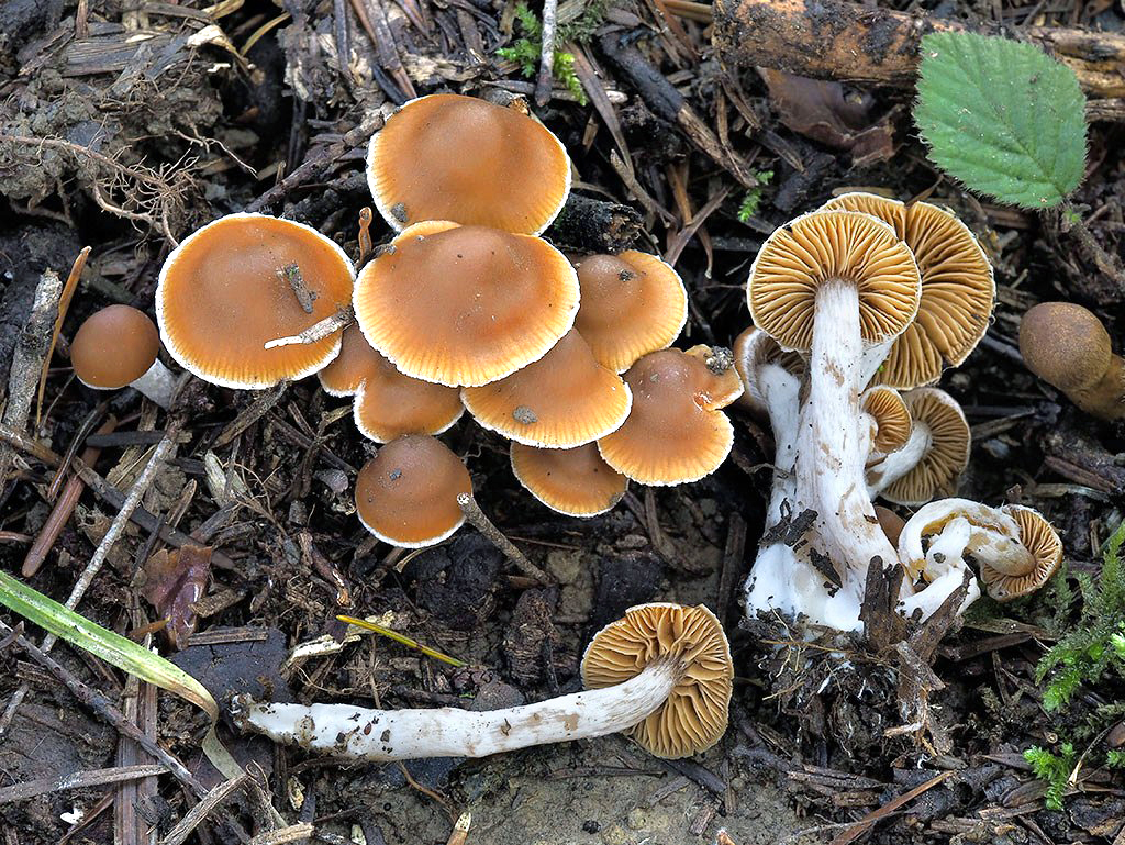 C. albovariegatus - strakatý
