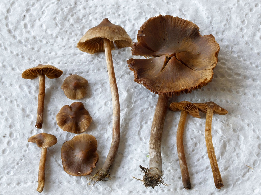 C. alopecurus - psiarkový