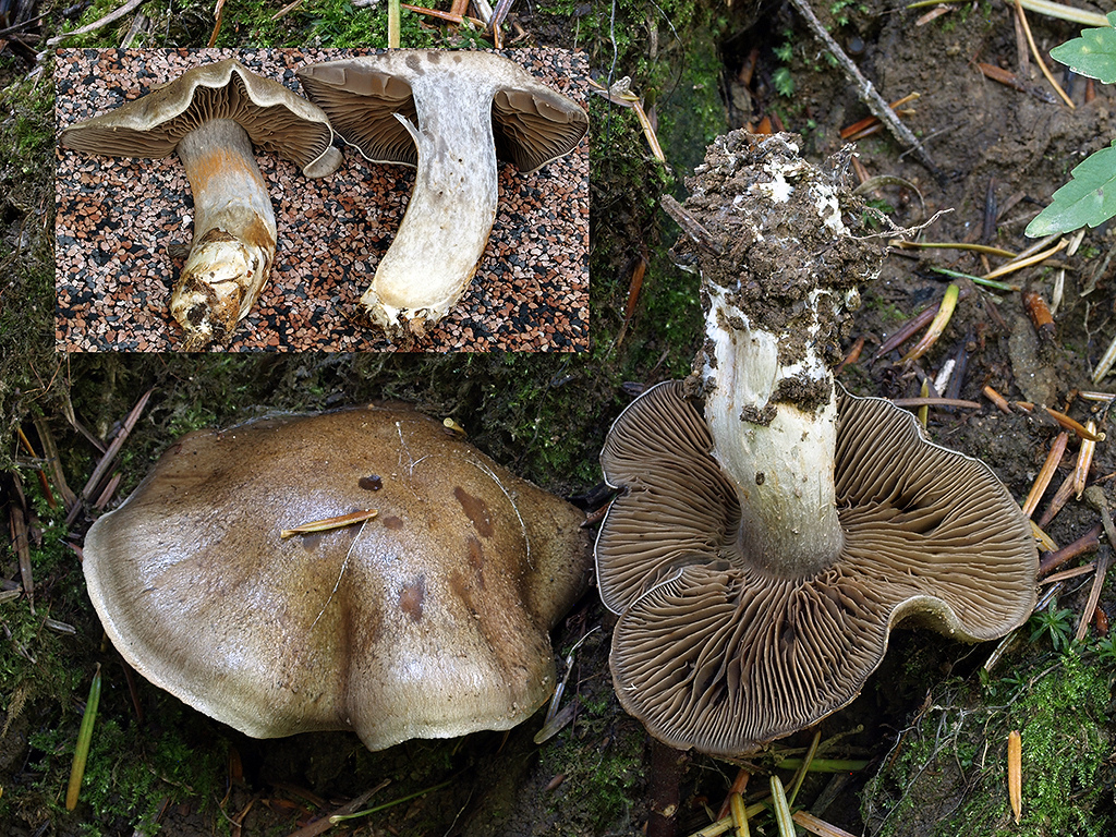 C. anfractoides - pokrivený