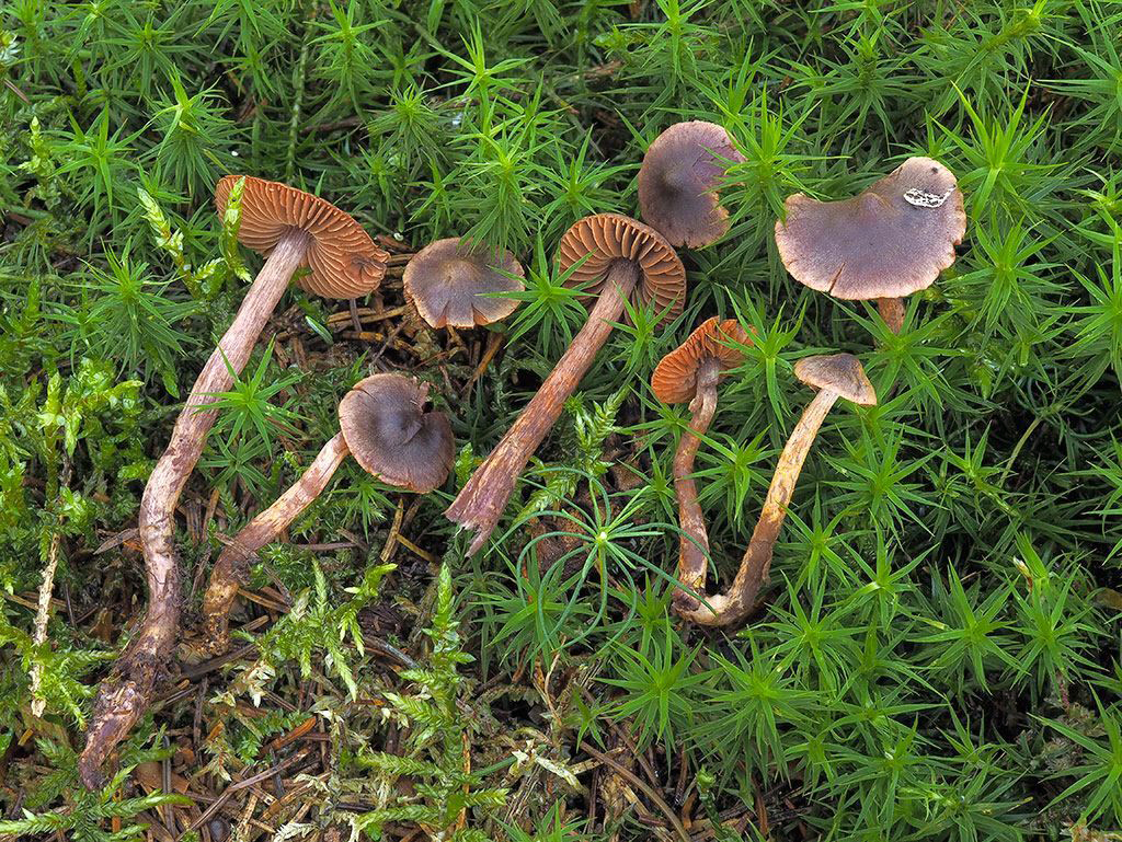C. anthracinus - krvavočervený