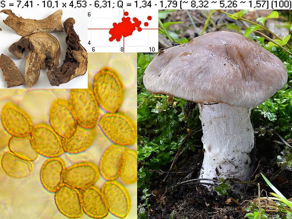 C. araneosovolvatus - pavučinopošvový