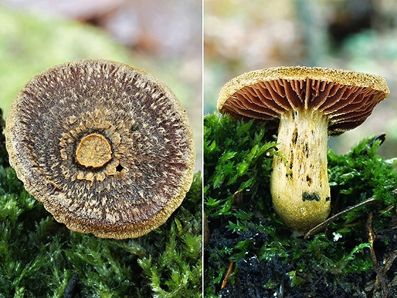 C. arcanus - skrytý