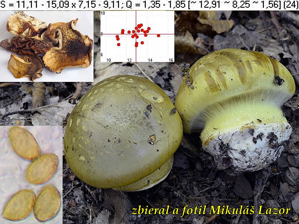 C. aureopulverulentus - žltozávojový