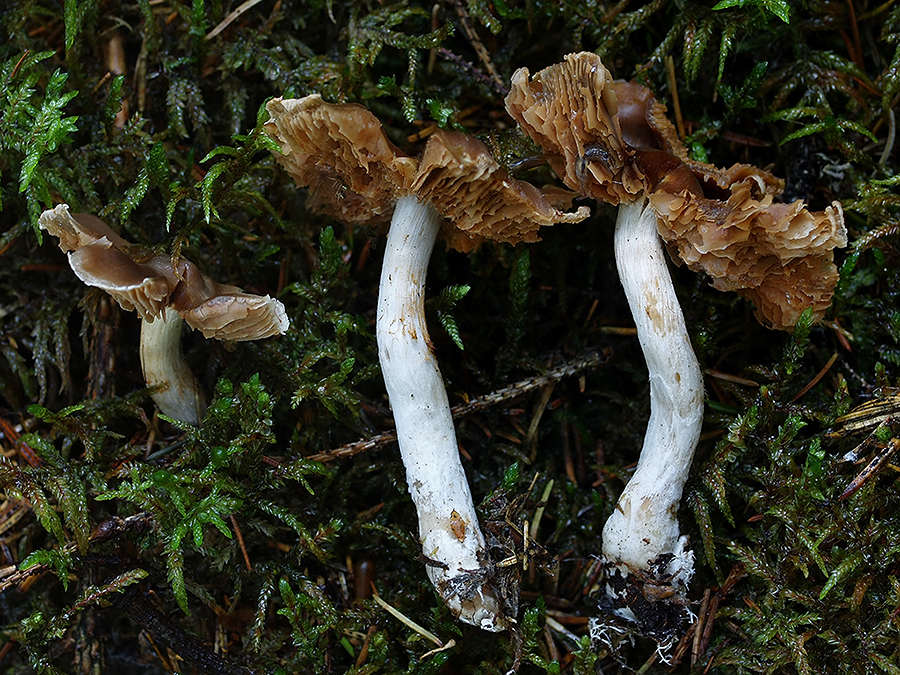 C. badiolaevis - gaštanovohladký