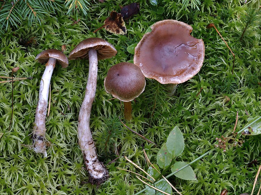 C. biformis - dvojtvárny