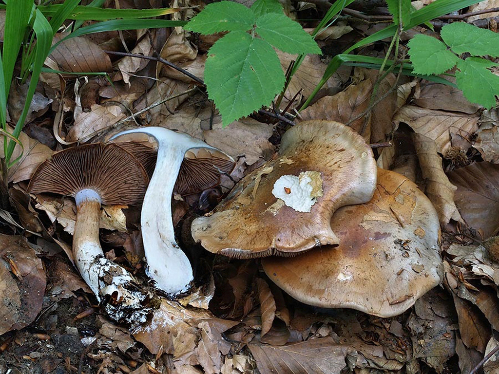 C. boreicyanites - modrejúci
