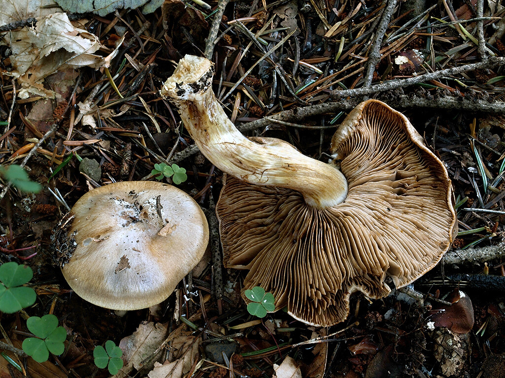 C. bovinus - kravský