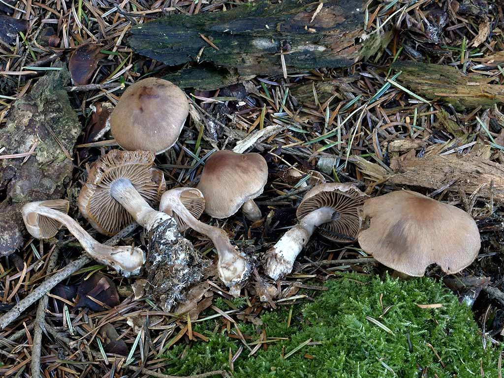 C. brunneogriseus - sivohnedý