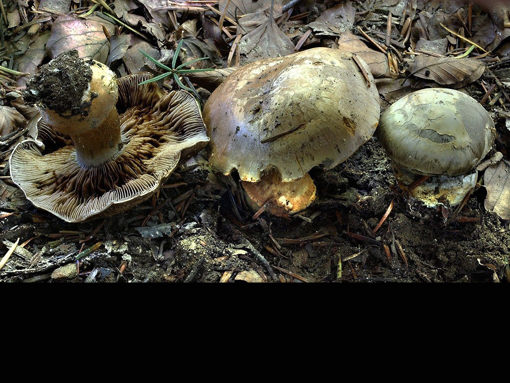 C. caesiogriseus - modrosivý