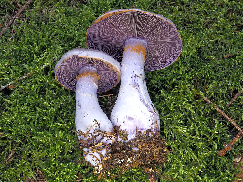 C. camphoratus - gáfrový