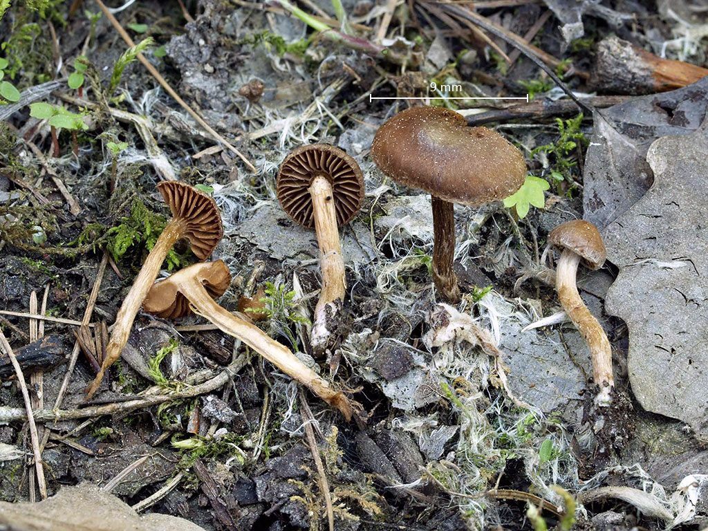 C. castaneoides - svetlogaštanový