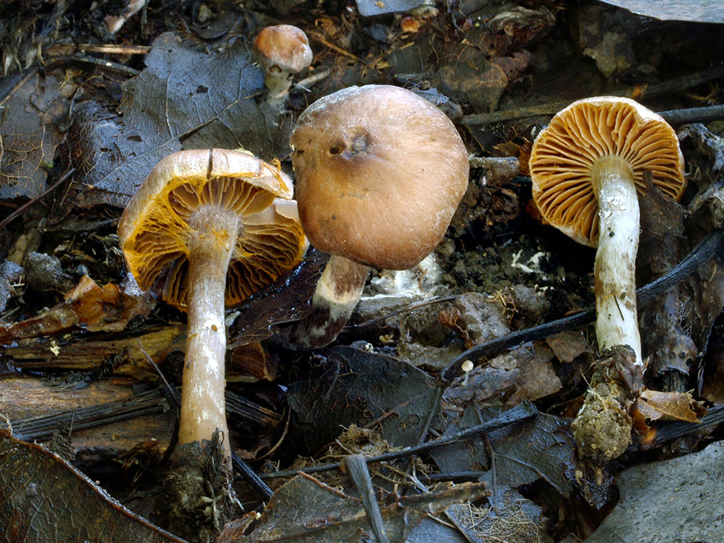 C. cedriolens f. alpinus - miniatúrny