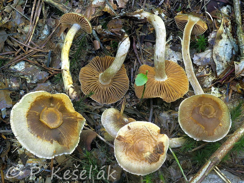 C. cinnamomeobadius aspect croceifolius - škoricogaštanový šafránovolupeňový