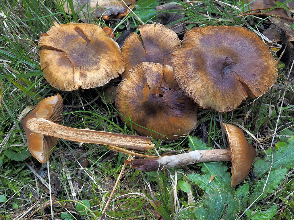 C. conicus - kužeľový