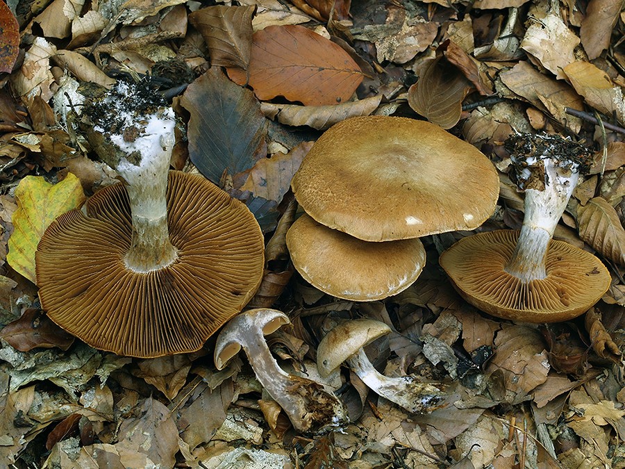 C. cremeolaniger - tenkovýtrusný