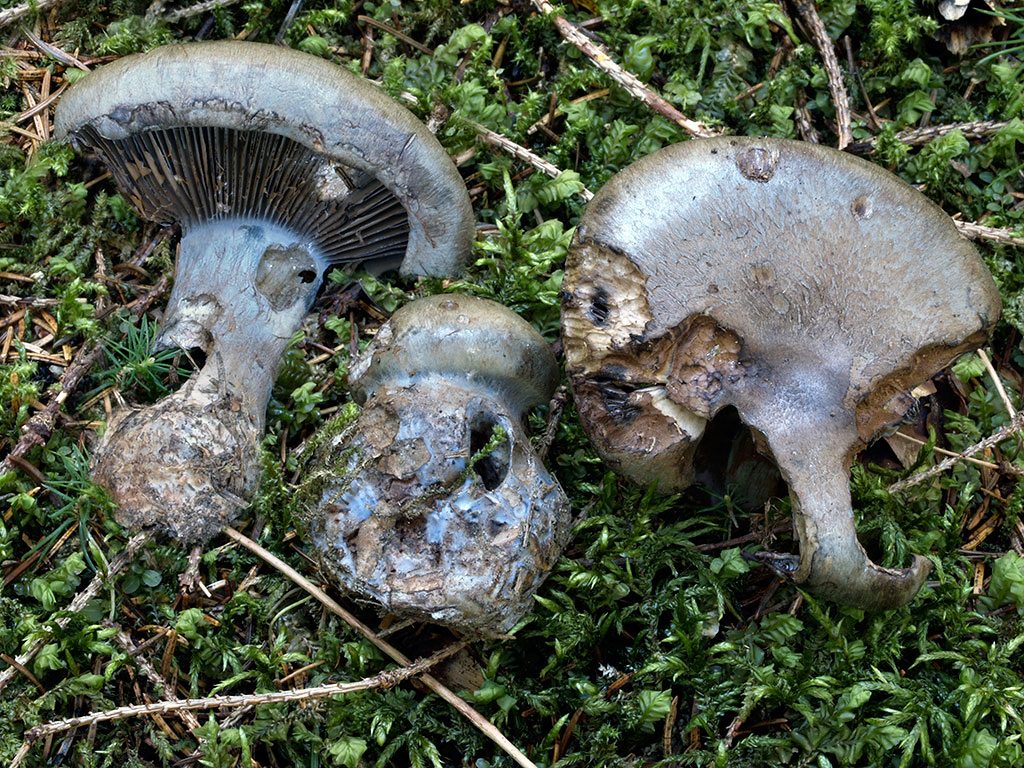 C. cyanites - modrastý