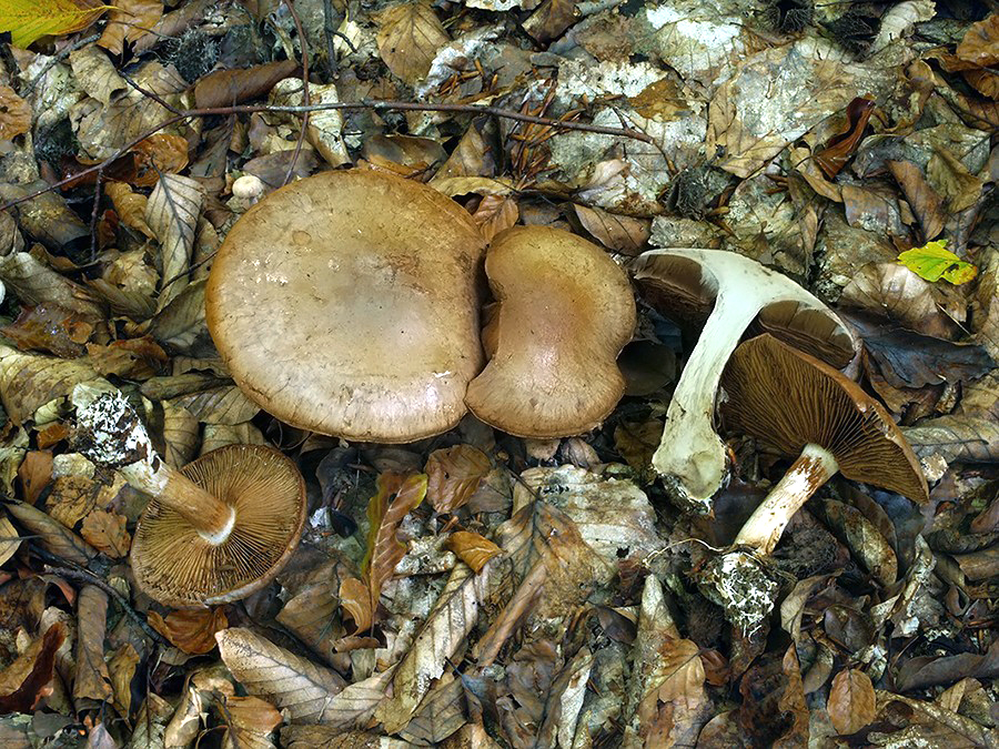 C. daulnoyae - hrdzavý