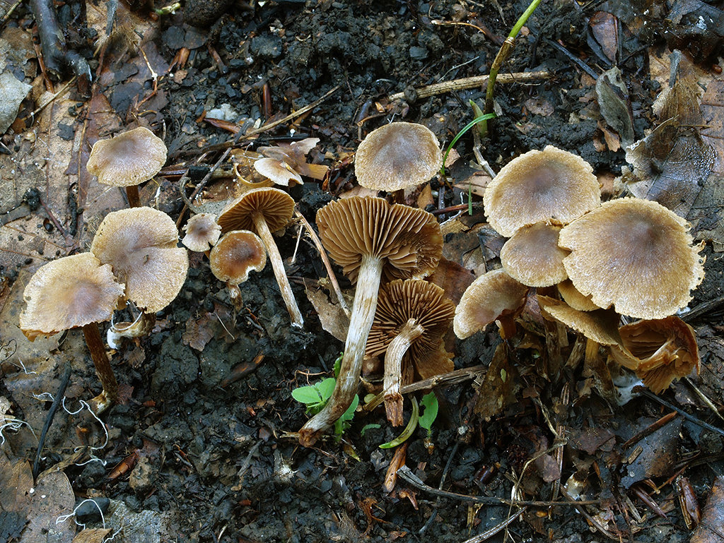 C. diasemospermus var. leptospermus - zreteľnovýtrusný úzkovýtrusný