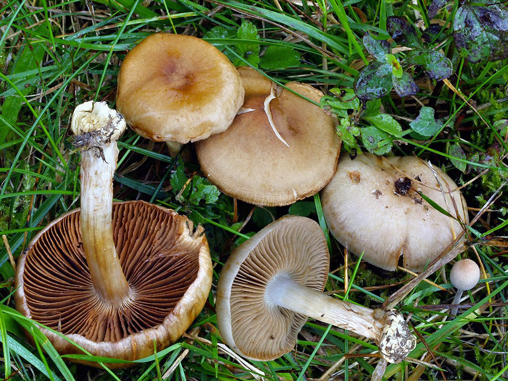 C. dissensio - nezhodný
