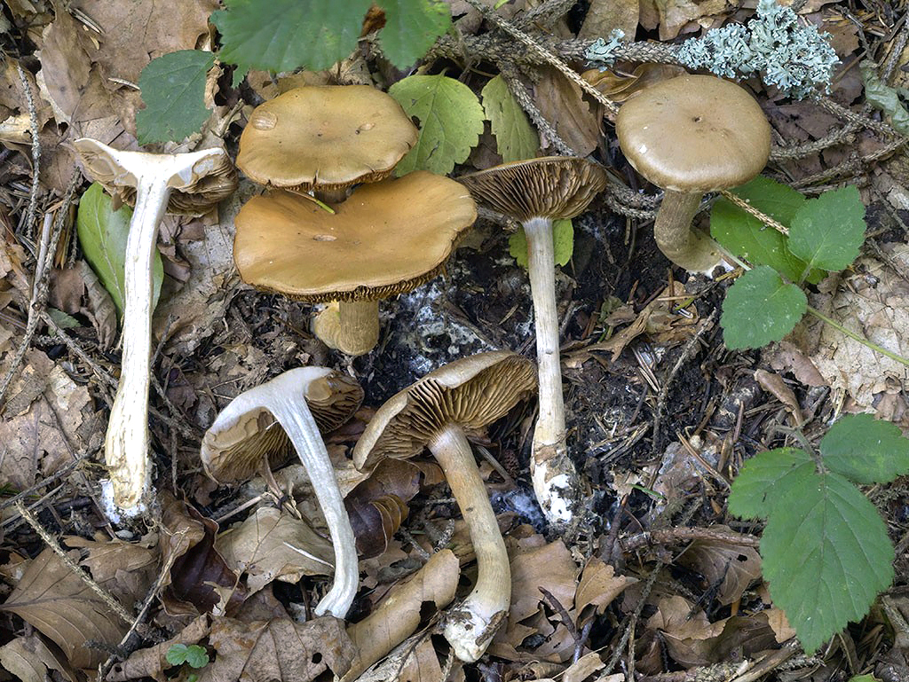 C. eumorphus - driečny