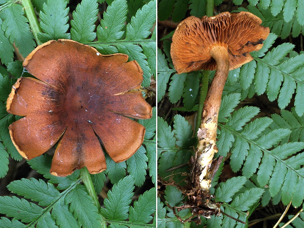 C. fervidus - ohňový