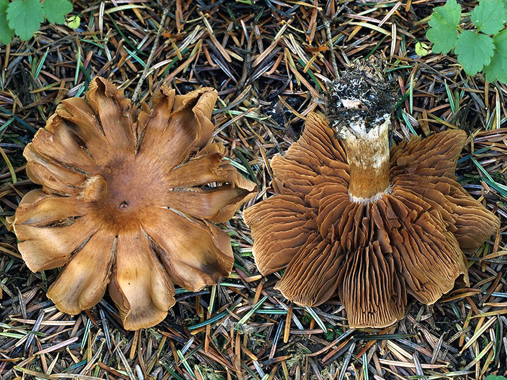 C. firmus var. coniferarum - tuhý ihličnanový