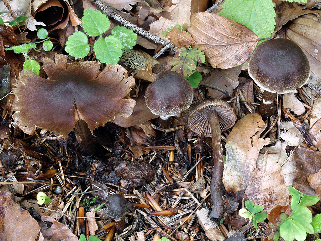 C. flexipes var. flexipes - pružný