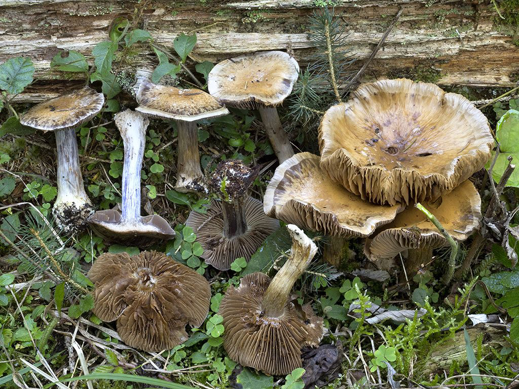 C. fuligineofolius - sadzovolupeňový