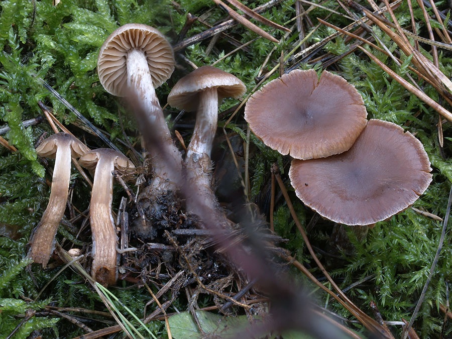 C. fuscoides - tmavohnedastý