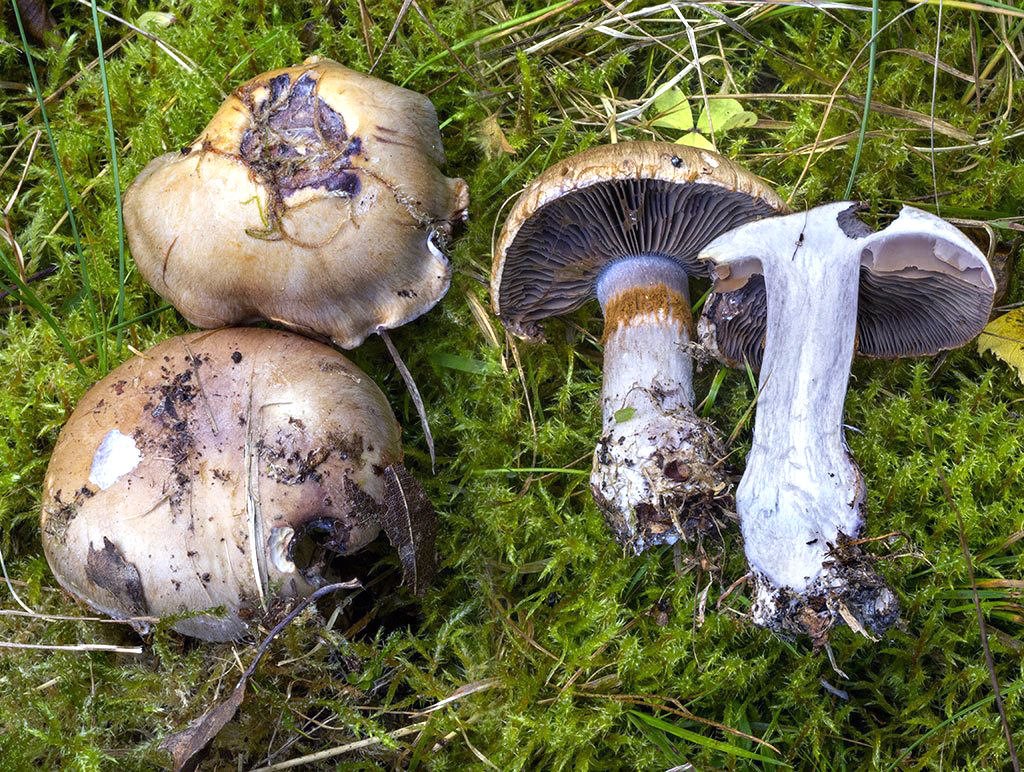 C. elatus - vznešený