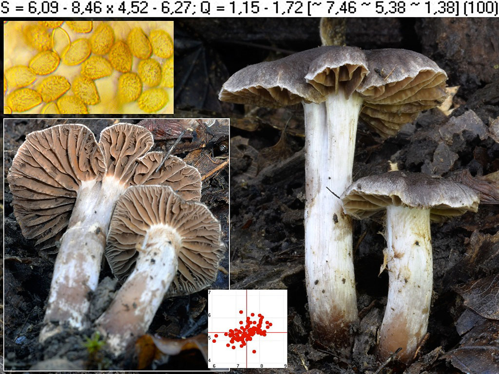 C. emarginatus - vyštrbený