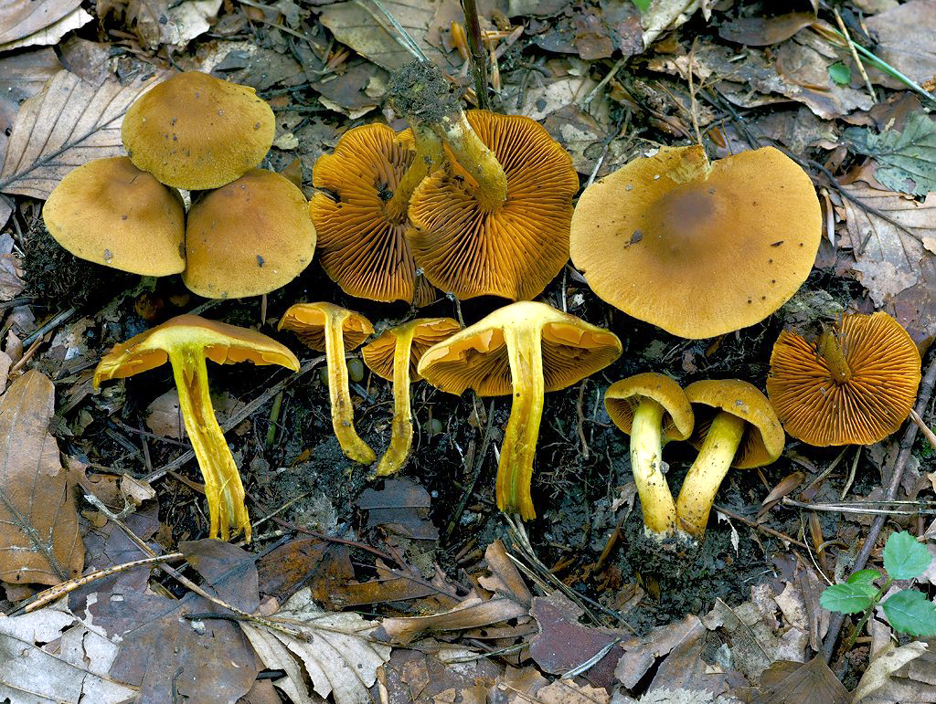 C. fervidoides - sálavý