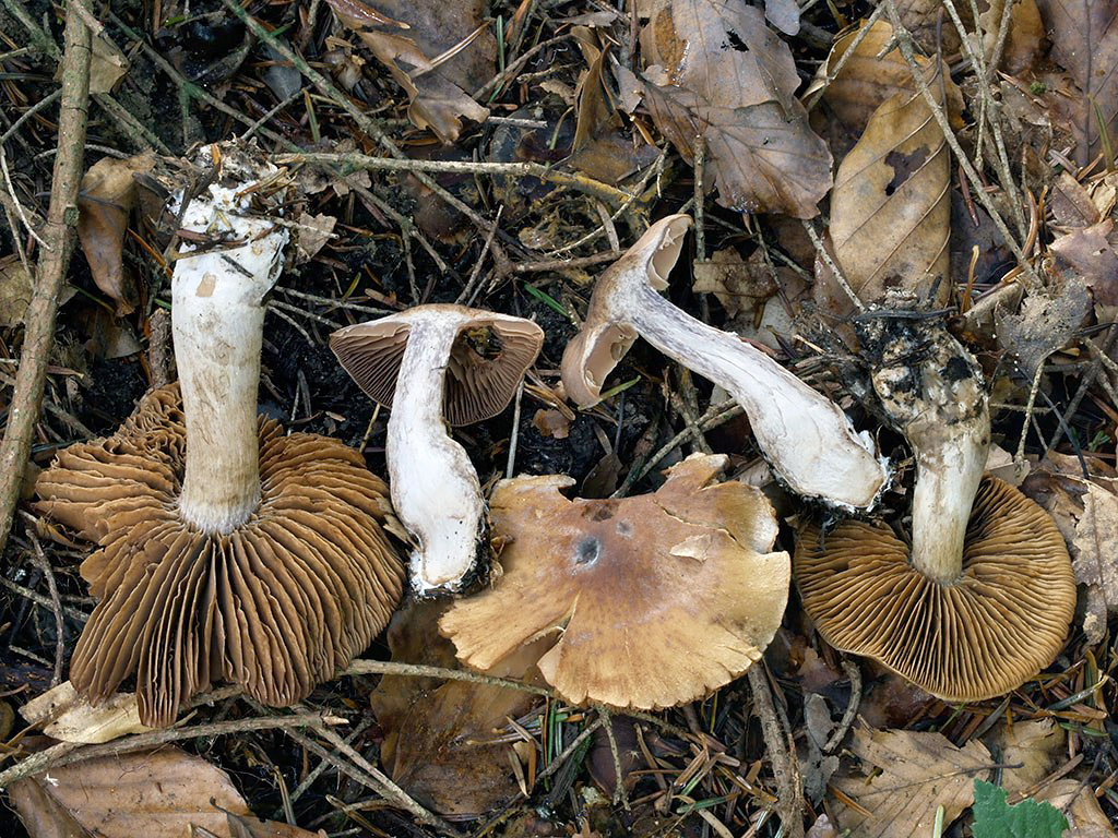 C. firmus - tuhý